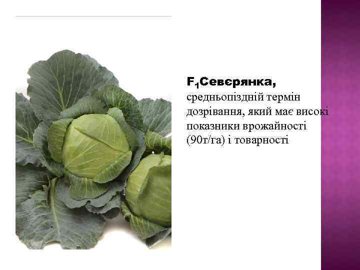 F 1 Севєрянка, средньопіздній термін дозрівання, який має високі показники врожайності (90 т/га) і