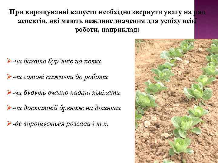 При вирощуванні капусти необхідно звернути увагу на ряд аспектів, які мають важливе значення для