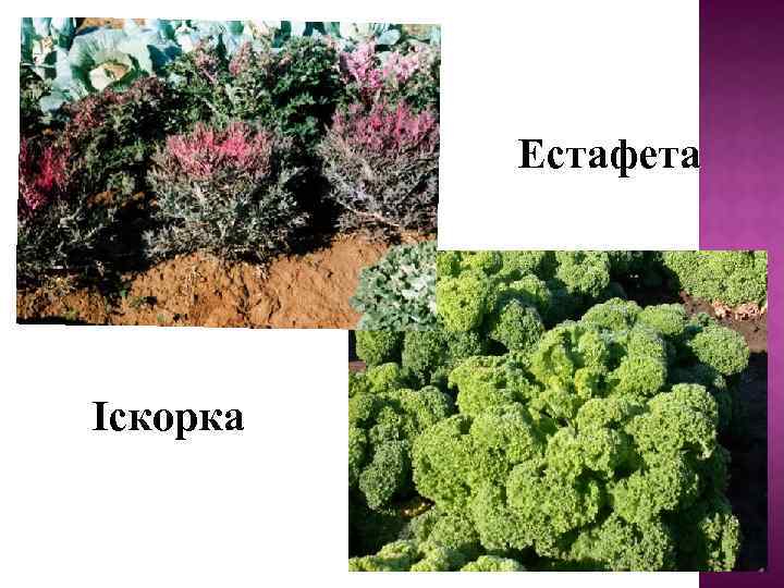 Естафета Іскорка 