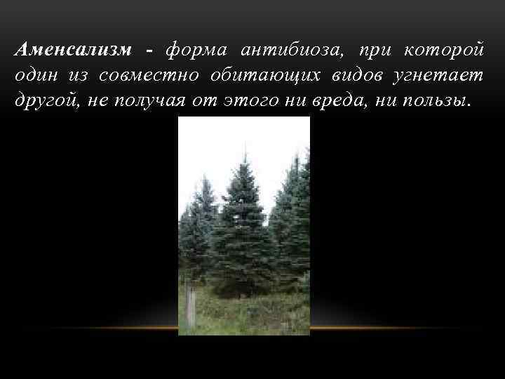 Аменсализм - форма антибиоза, при которой один из совместно обитающих видов угнетает другой, не