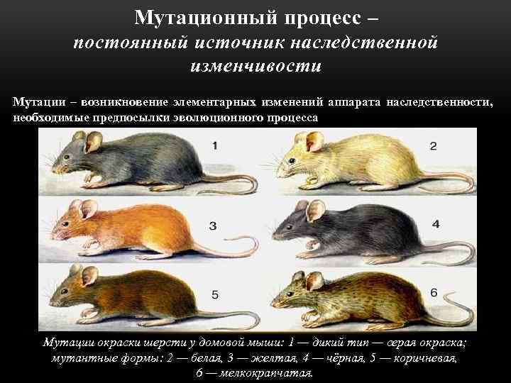 Мутационный процесс – постоянный источник наследственной изменчивости Мутации – возникновение элементарных изменений аппарата наследственности,