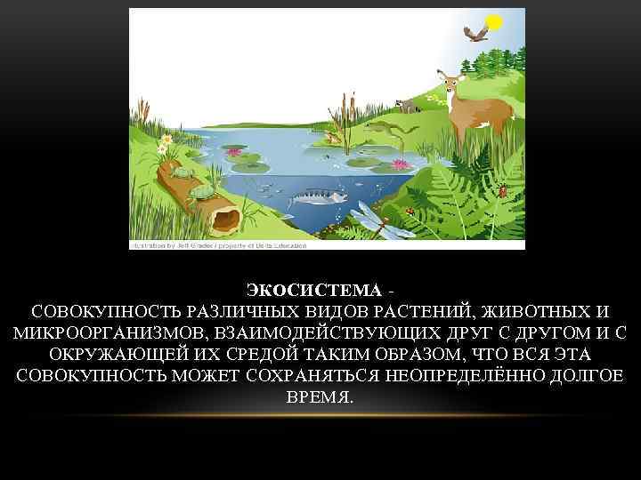 ЭКОСИСТЕМА СОВОКУПНОСТЬ РАЗЛИЧНЫХ ВИДОВ РАСТЕНИЙ, ЖИВОТНЫХ И МИКРООРГАНИЗМОВ, ВЗАИМОДЕЙСТВУЮЩИХ ДРУГ С ДРУГОМ И С