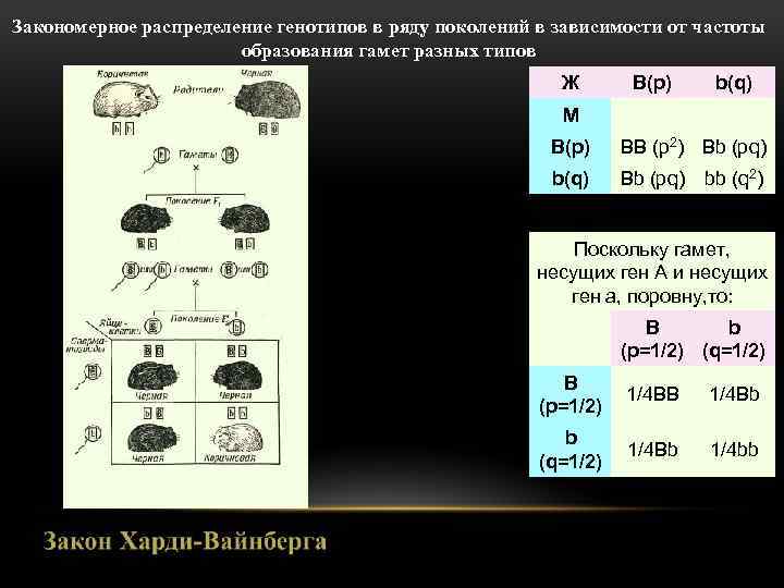 Закономерное распределение генотипов в ряду поколений в зависимости от частоты образования гамет разных типов