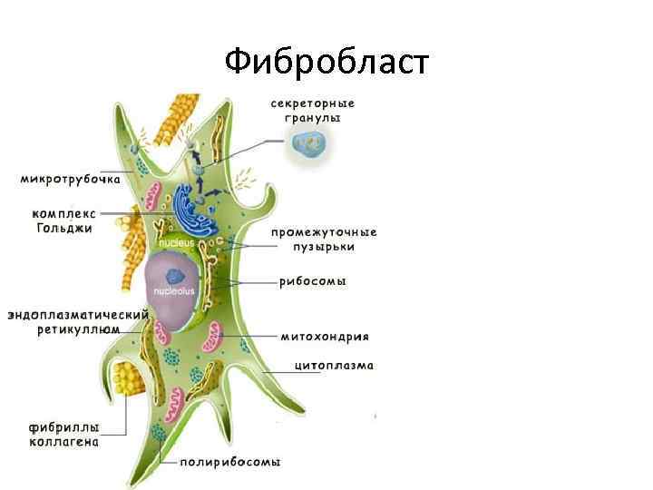 Фибробласт 