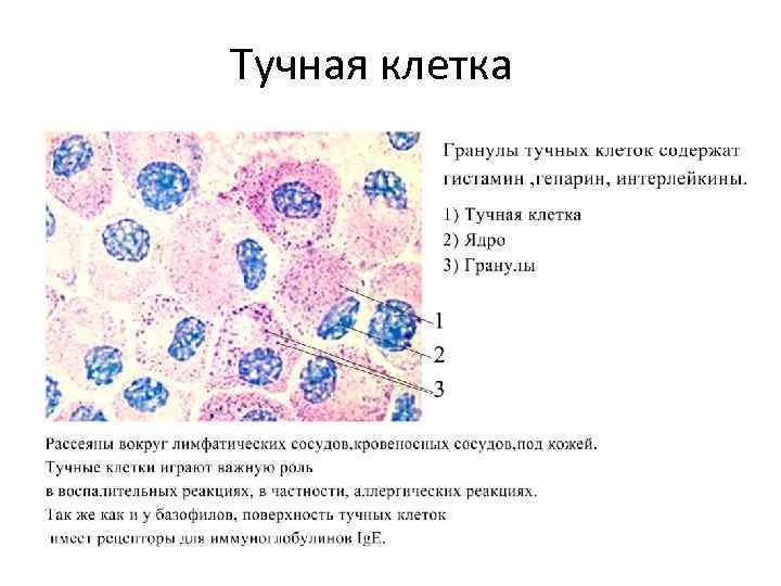 Тучные клетки картинки