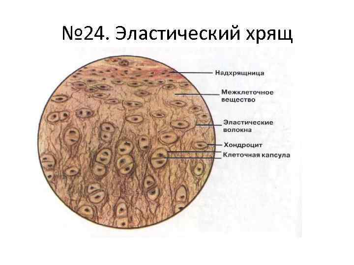 № 24. Эластический хрящ 