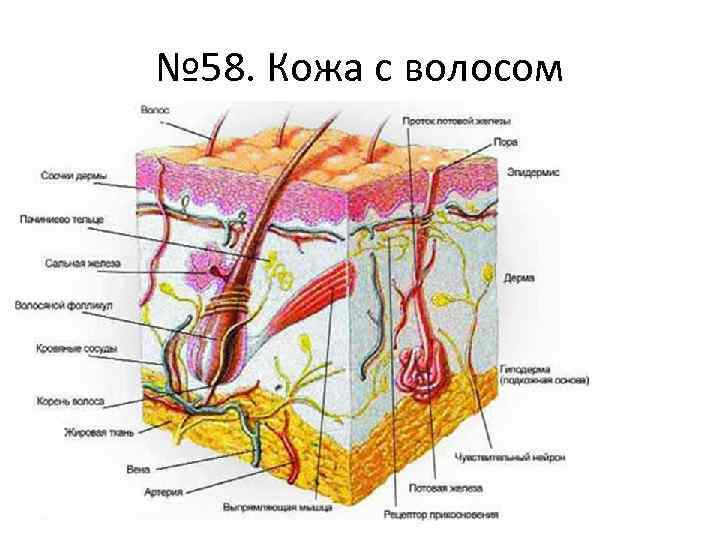 № 58. Кожа с волосом 