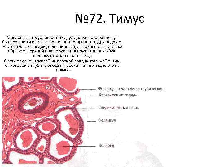 № 72. Тимус У человека тимус состоит из двух долей, которые могут быть сращены