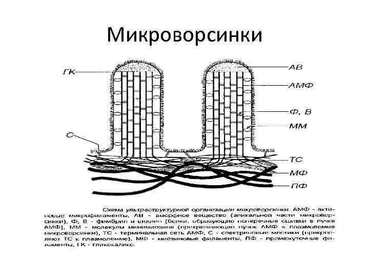 Микроворсинки 