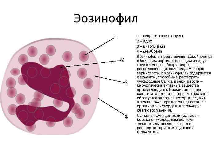 Цитоплазма эозинофилов