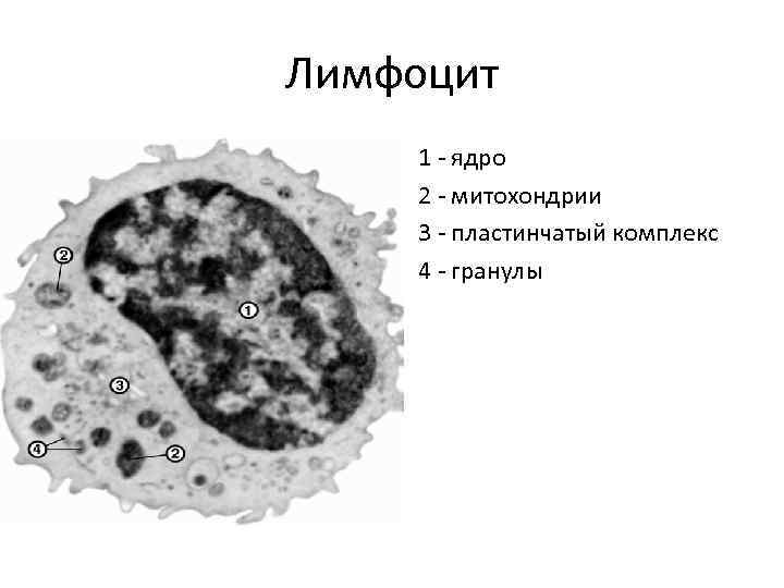 Лимфоцит 1 - ядро 2 - митохондрии 3 - пластинчатый комплекс 4 - гранулы