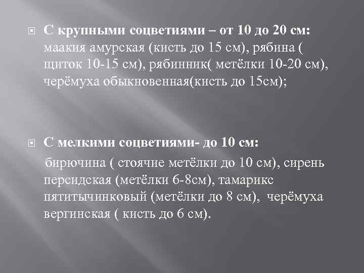  С крупными соцветиями – от 10 до 20 см: маакия амурская (кисть до