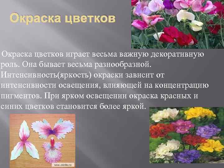 Окраска цветков играет весьма важную декоративную роль. Она бывает весьма разнообразной. Интенсивность(яркость) окраски зависит