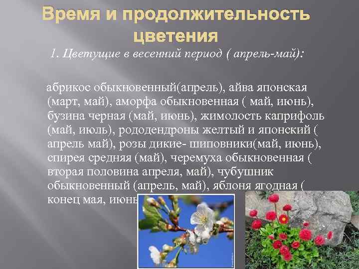 Время и продолжительность цветения 1. Цветущие в весенний период ( апрель-май): абрикос обыкновенный(апрель), айва