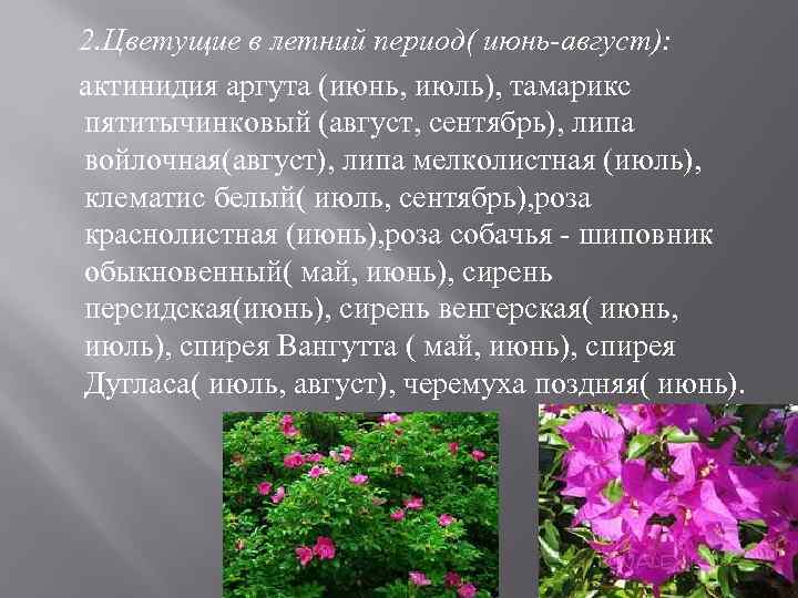 2. Цветущие в летний период( июнь-август): актинидия аргута (июнь, июль), тамарикс пятитычинковый (август, сентябрь),