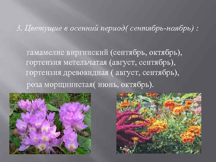 3. Цветущие в осенний период( сентябрь-ноябрь) : гамамелис виргинский (сентябрь, октябрь), гортензия метельчатая (август,