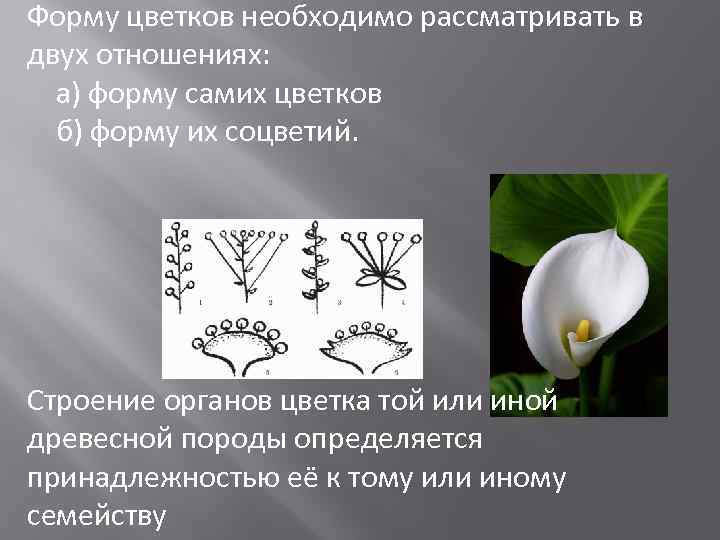 Форму цветков необходимо рассматривать в двух отношениях: а) форму самих цветков б) форму их