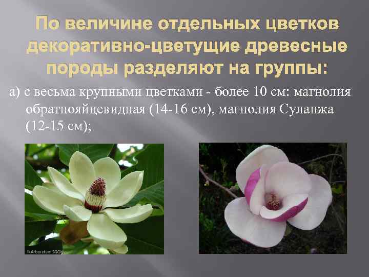 По величине отдельных цветков декоративно-цветущие древесные породы разделяют на группы: а) с весьма крупными