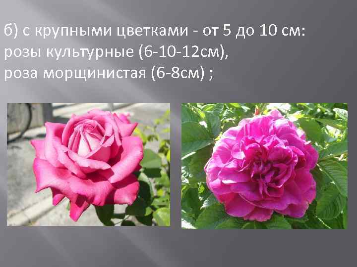 б) с крупными цветками - от 5 до 10 см: розы культурные (6 -10