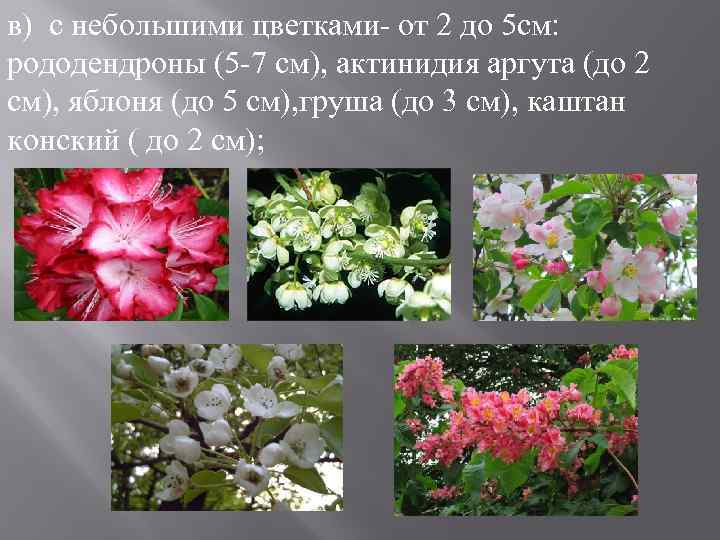 в) с небольшими цветками- от 2 до 5 см: рододендроны (5 -7 см), актинидия