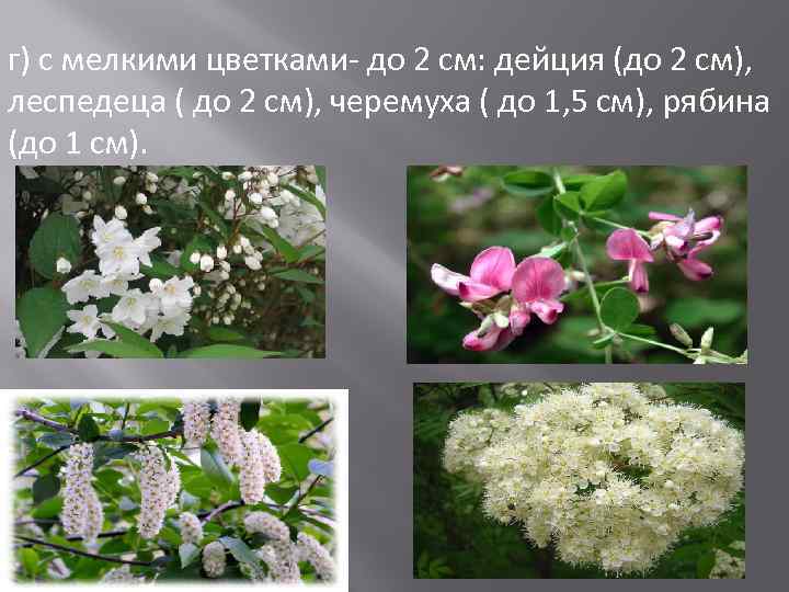 г) с мелкими цветками- до 2 см: дейция (до 2 см), леспедеца ( до