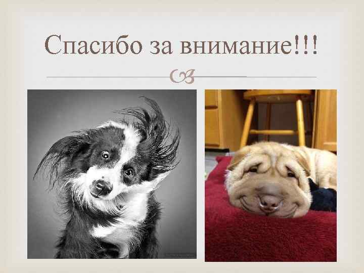 Спасибо за внимание!!! 