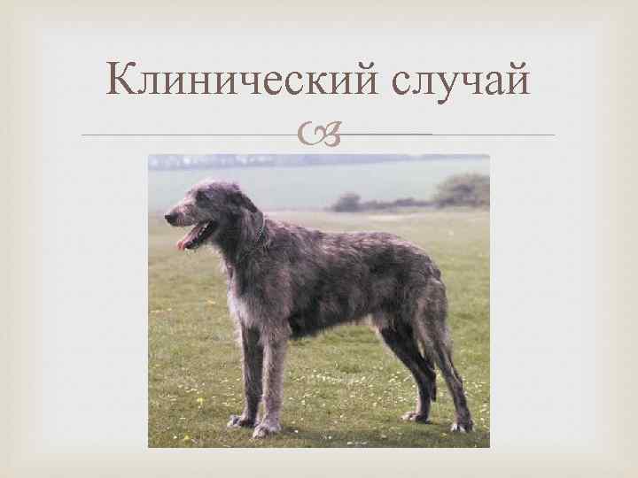 Клинический случай 