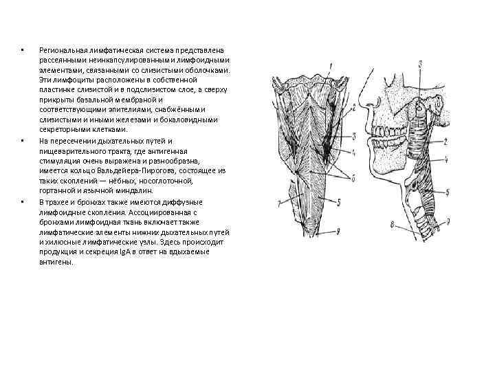  • • • Региональная лимфатическая система представлена рассеянными неинкапсулированными лимфоидными элементами, связанными со