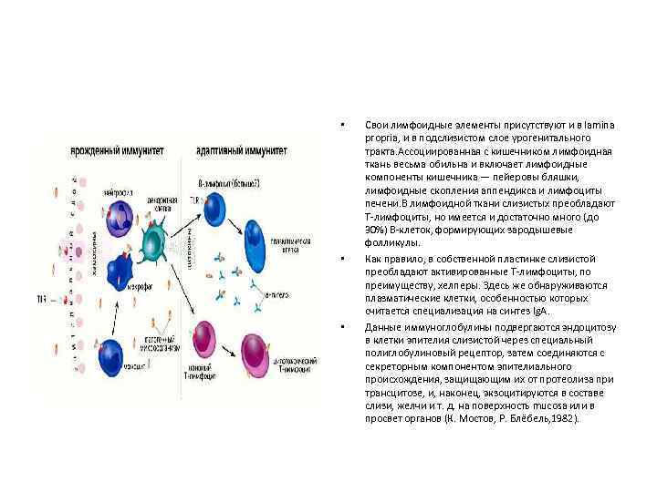  • • • Свои лимфоидные элементы присутствуют и в lamina propria, и в