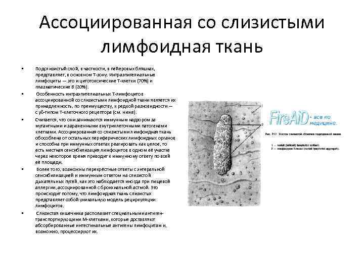 Ассоциированная со слизистыми лимфоидная ткань • • • Подслизистый слой, в частности, в пейеровых