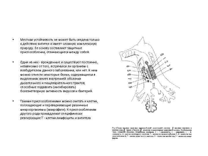  • Местная устойчивость не может быть сведена только к действию антител и имеет
