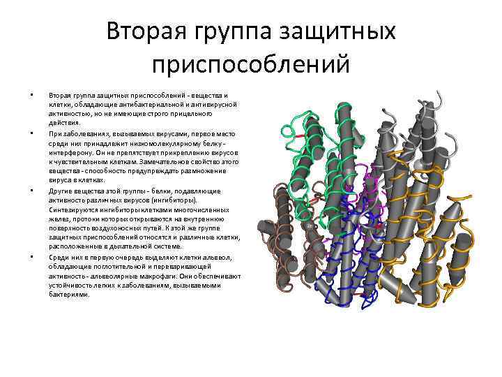 Вторая группа защитных приспособлений • • Вторая группа защитных приспособлений - вещества и клетки,