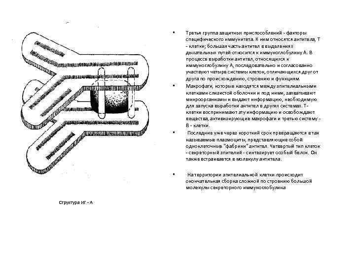  • • Структура ИГ - А Третья группа защитных приспособлений - факторы специфического
