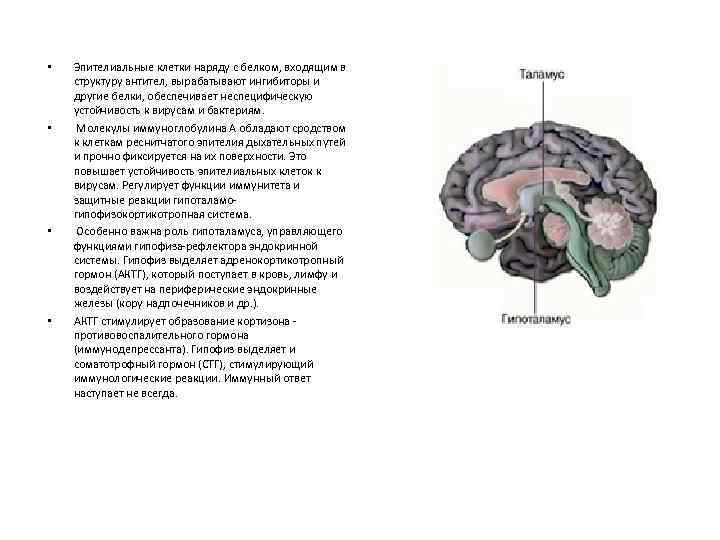  • • Эпителиальные клетки наряду с белком, входящим в структуру антител, вырабатывают ингибиторы