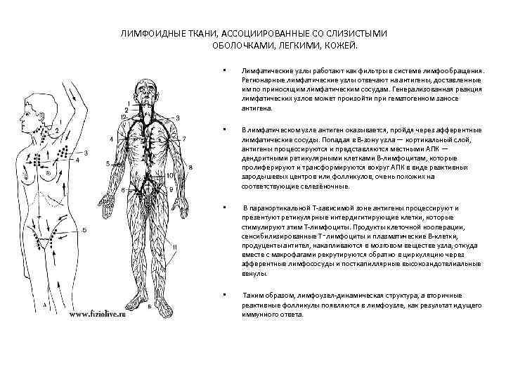 ЛИМФОИДНЫЕ ТКАНИ, АССОЦИИРОВАННЫЕ СО СЛИЗИСТЫМИ ОБОЛОЧКАМИ, ЛЕГКИМИ, КОЖЕЙ. • Лимфатические узлы работают как фильтры