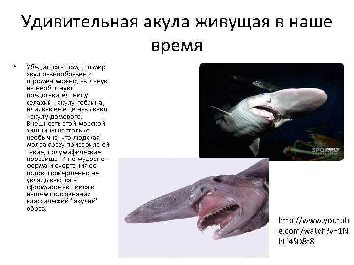 Удивительная акула живущая в наше время • Убедиться в том, что мир акул разнообразен