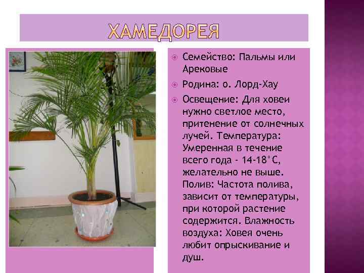  Семейство: Пальмы или Арековые Родина: о. Лорд-Хау Освещение: Для ховеи нужно светлое место,