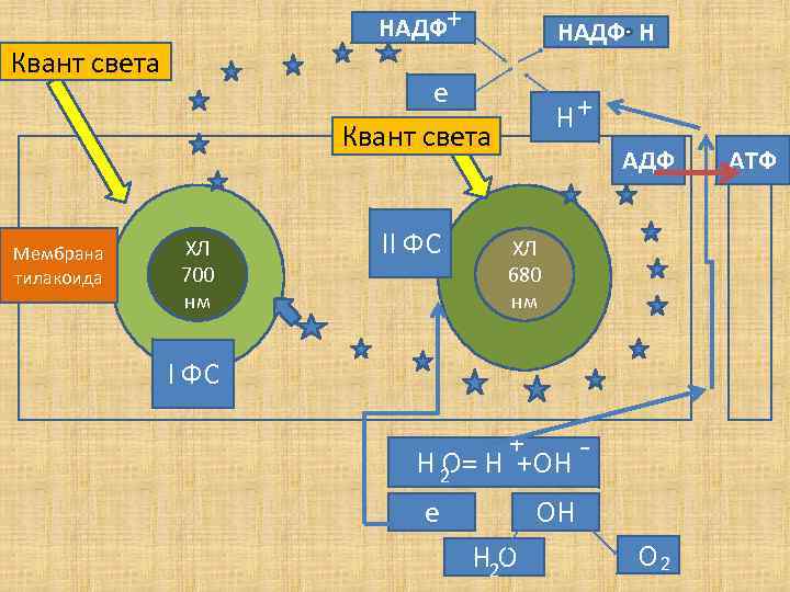 НАДФ+ Квант света Мембрана тилакоида НАДФ Н е Квант света ХЛ 700 нм II