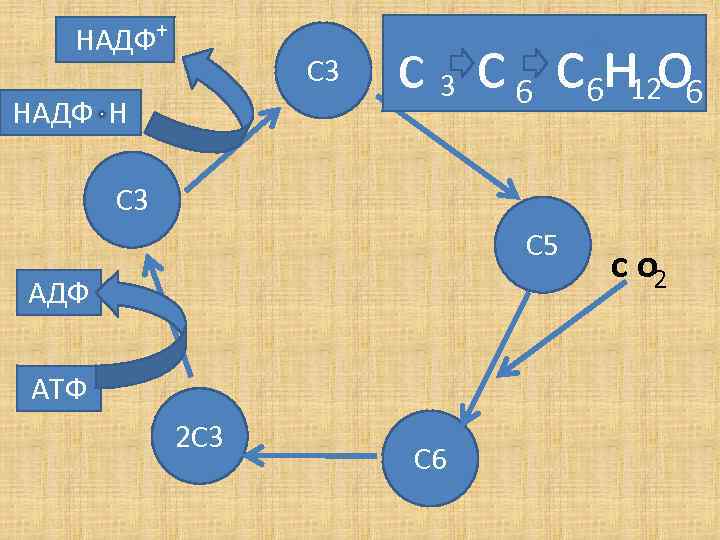 НАДФ+ С 3 НАДФ Н с 3 с 6 с6 н 12 о 6