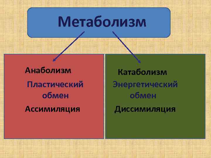 Метаболизм Анаболизм Пластический обмен Ассимиляция Катаболизм Энергетический обмен Диссимиляция 