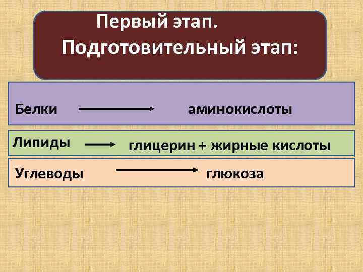 Первый этап. Подготовительный этап: Белки Липиды Углеводы аминокислоты глицерин + жирные кислоты глюкоза 