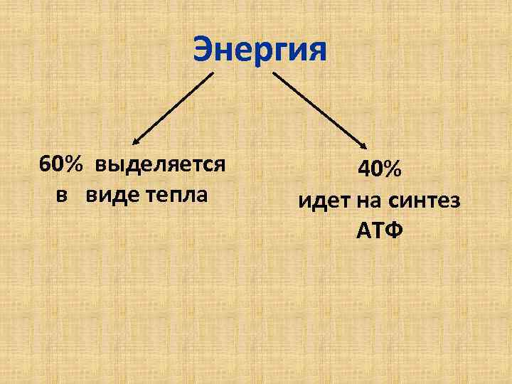 Энергия 60% выделяется в виде тепла 40% идет на синтез АТФ 
