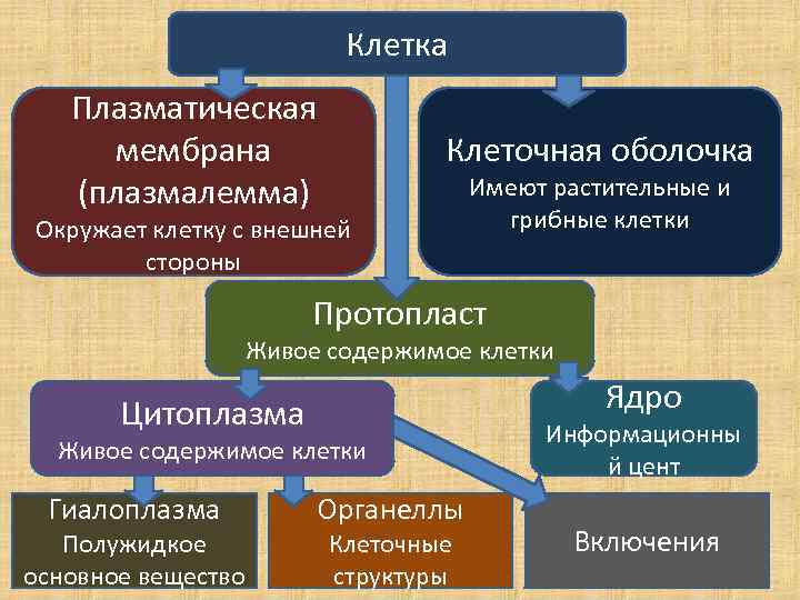 Клетка Плазматическая мембрана (плазмалемма) Клеточная оболочка Окружает клетку с внешней стороны Имеют растительные и