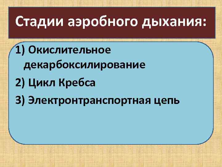 Стадии аэробного дыхания: 1) Окислительное декарбоксилирование 2) Цикл Кребса 3) Электронтранспортная цепь 