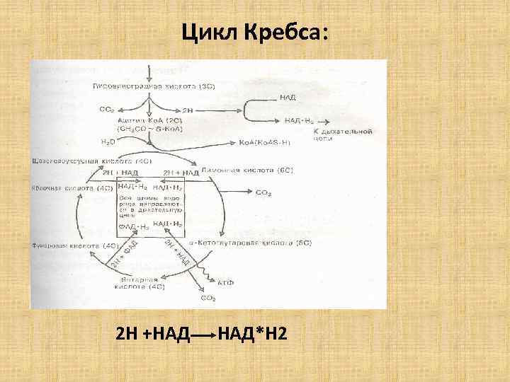 Цикл Кребса: 2 Н +НАД НАД*Н 2 
