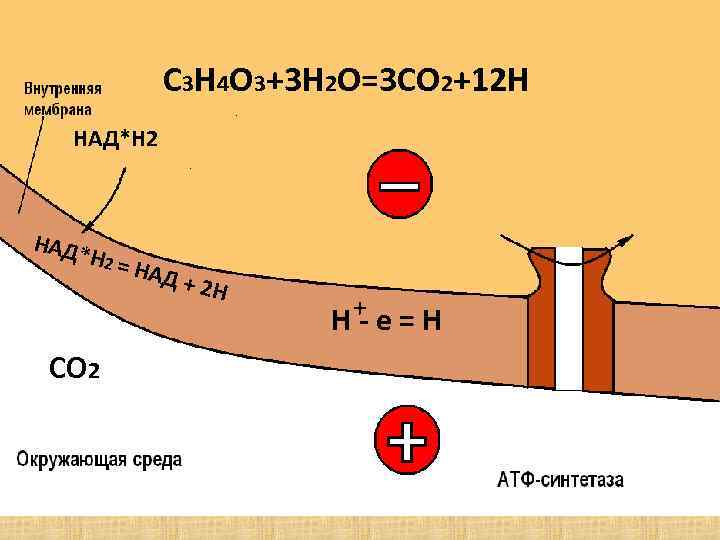 C 3 H 4 O 3+3 H 2 O=3 CO 2+12 H НАД*Н 2