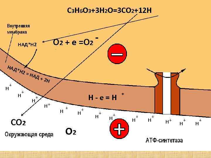 C 3 H 6 O 3+3 H 2 O=3 CO 2+12 H О 2