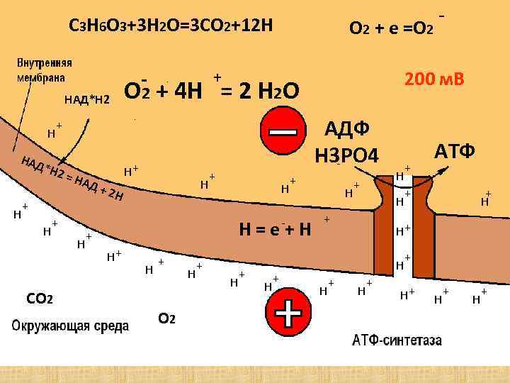 C 3 H 6 O 3+3 H 2 O=3 CO 2+12 H - НАД*Н