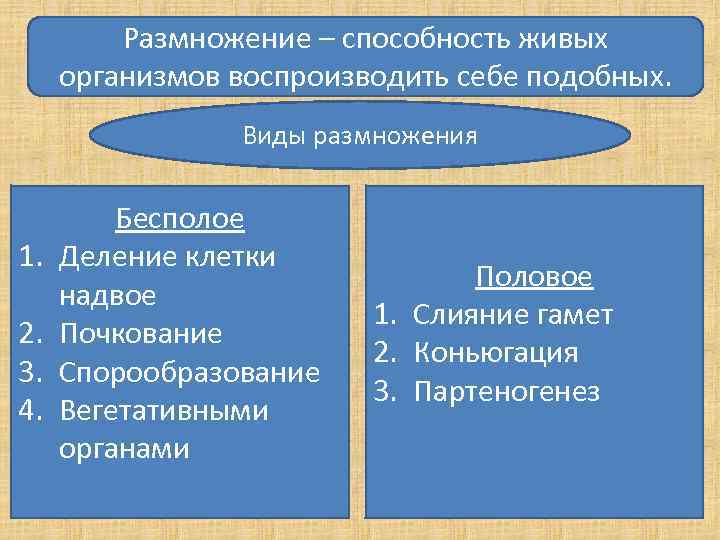 Размножение – способность живых организмов воспроизводить себе подобных. Виды размножения 1. 2. 3. 4.
