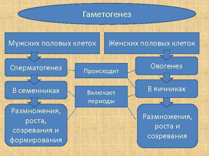 Гаметогенез Мужских половых клеток Сперматогенез В семенниках Размножения, роста, созревания и формирования Женских половых